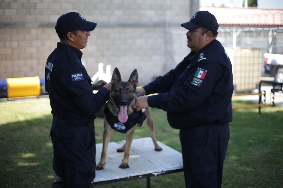 Chantal y Billie: nuevas agentes caninas de la Guardia Civil en Michoacán
