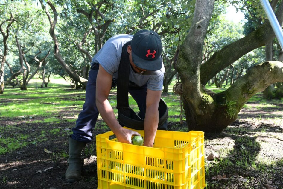 Plataforma Agrosano Digital monitorea cultivos en Michoacán