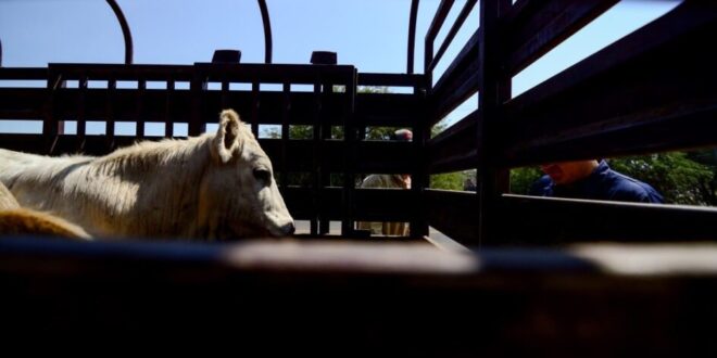 Gusano barrenador del ganado Jalisco