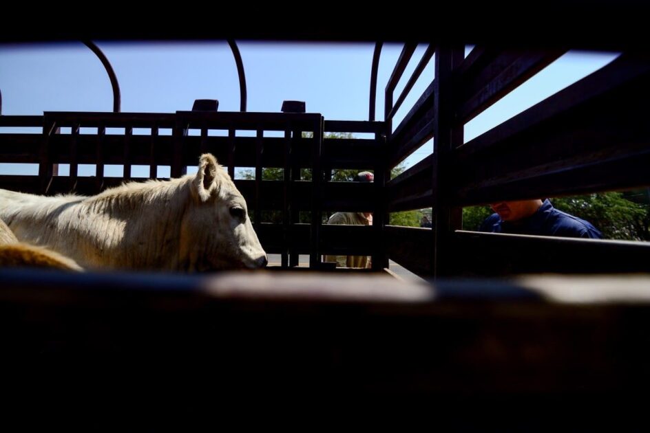 Gusano barrenador del ganado Jalisco