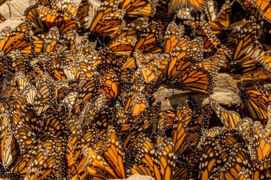 Mariposa Monarca en un santuario de Michoacán