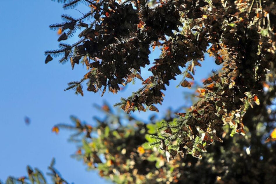 Bosque en Michoacán con Mariposas Monarca volando entre los árboles.