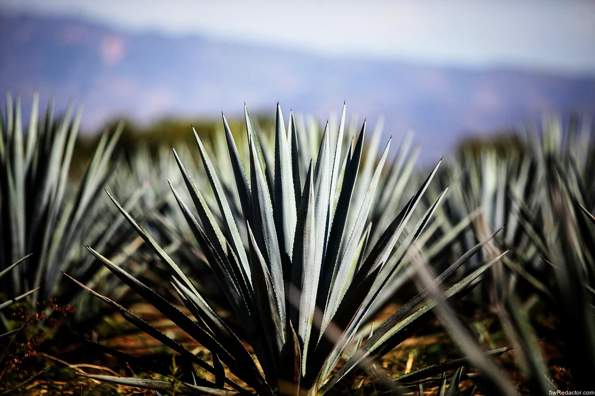 Fitosanidad del agave