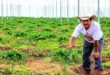 Agricultor utilizando equipo de bombeo eléctrico para riego en campo mexicano.