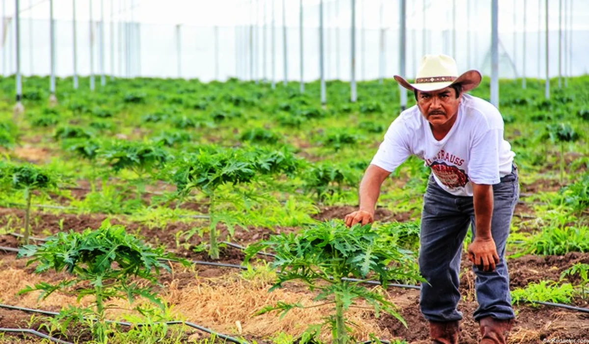 Agricultor utilizando equipo de bombeo eléctrico para riego en campo mexicano.