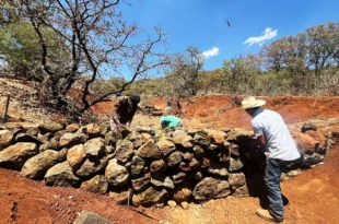 Actividades de reforestación y restauración en el Área Natural Protegida Cerro del Águila en Michoacán.