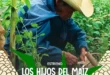 Imagen de la miniserie "Los hijos del maíz" de Canal 22, mostrando escenas de campesinos y la cultura del maíz en México.