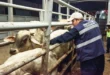 Ganado saludable en campo mexicano, reflejo de la sanidad animal del país.