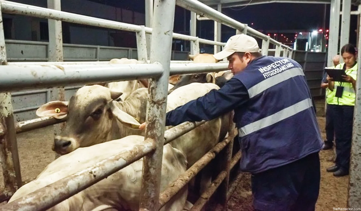 Ganado saludable en campo mexicano, reflejo de la sanidad animal del país.