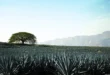 Cultivo de agave azul en Jalisco, listo para la producción tequilera.