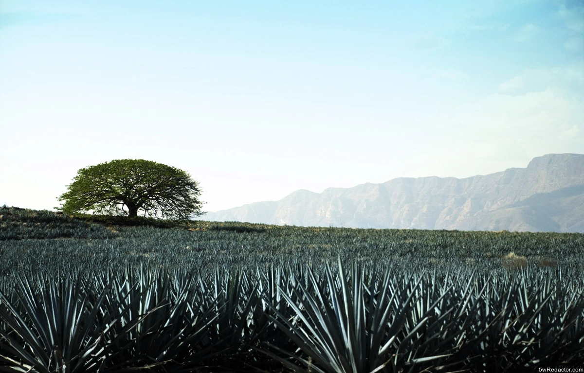 Cultivo de agave azul en Jalisco, listo para la producción tequilera.