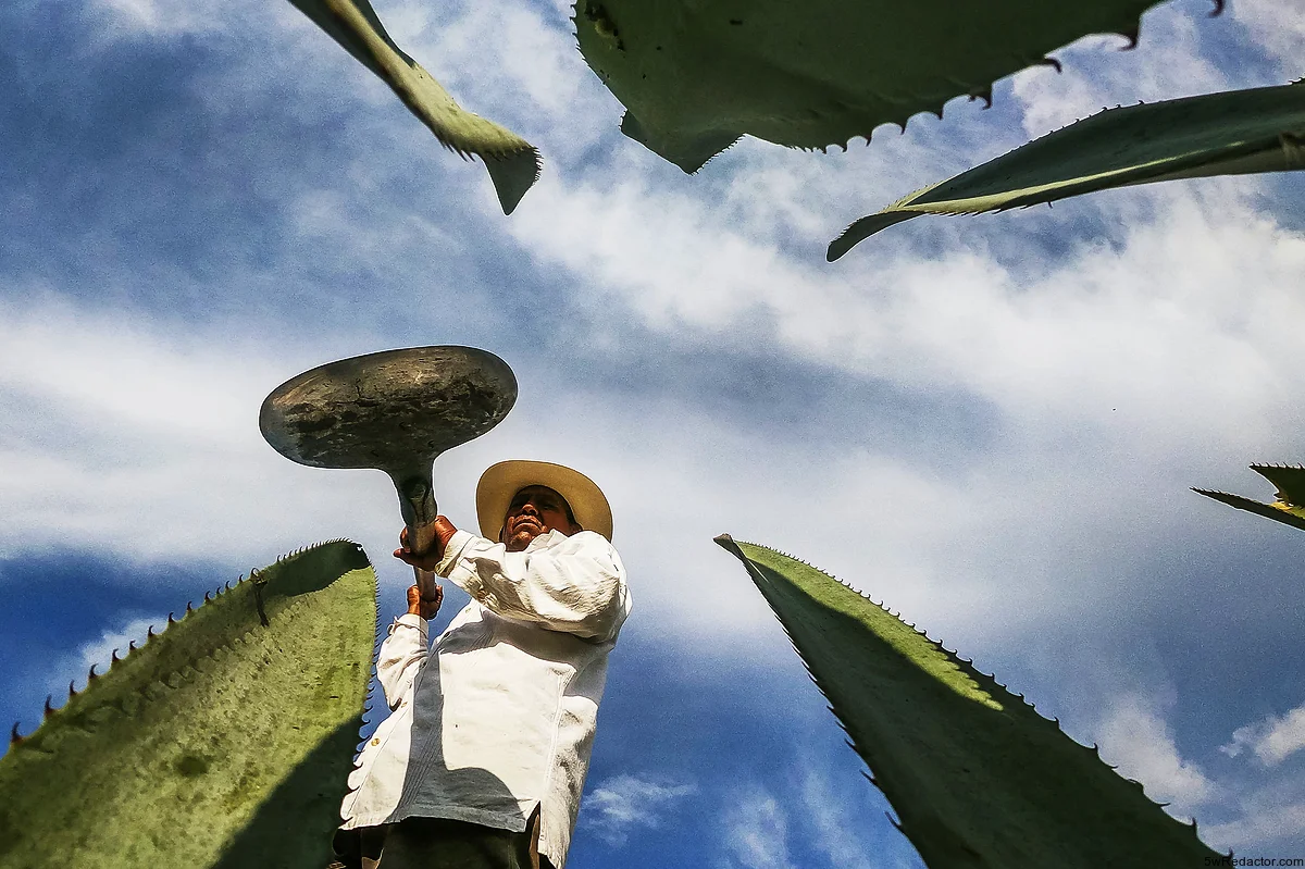 Cultivo de agave azul en Jalisco, listo para la producción tequilera.