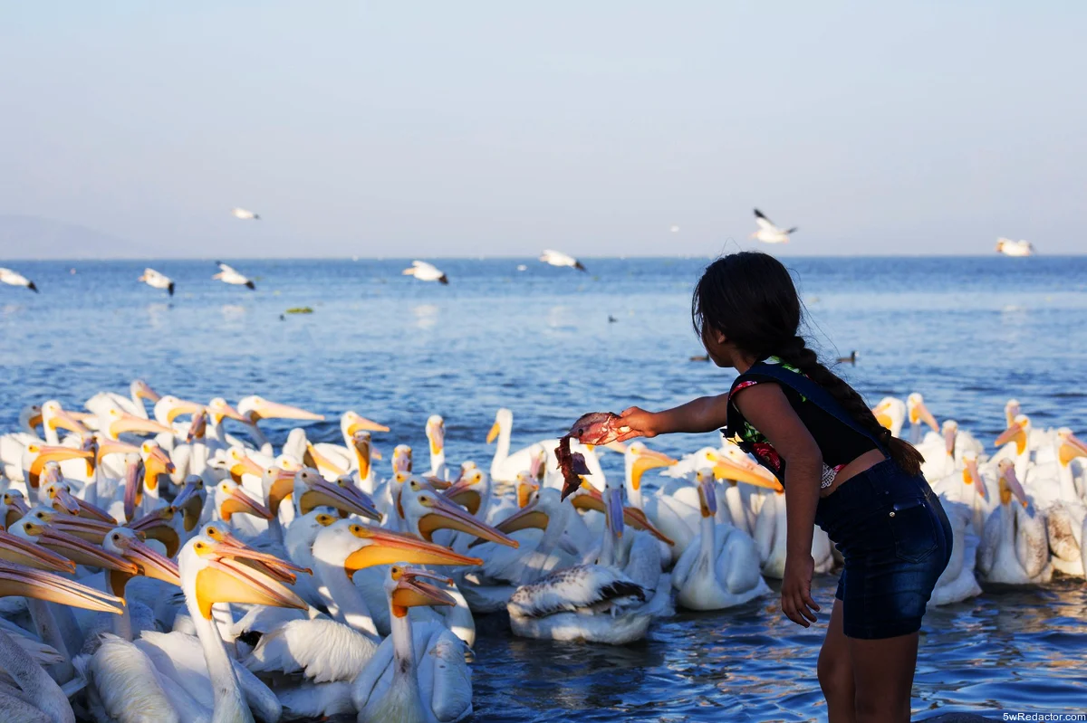 Festival Biocultural del Pelícano Borregón