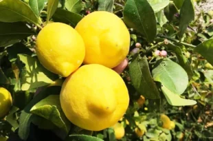 Limon Verna