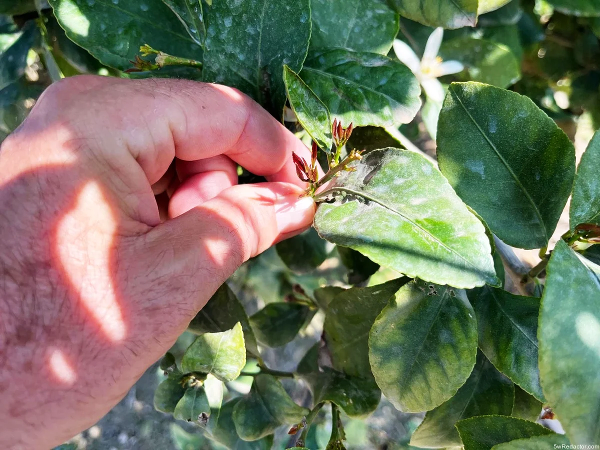 Fotografía de cítricos afectados por plagas con hojas retorcidas.