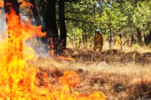 incendios forestales