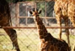 jirafa bebé del Zoológico de Morelia