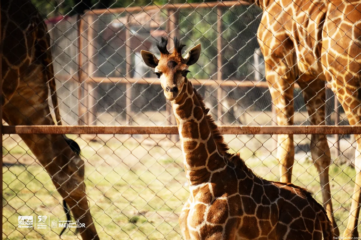 jirafa bebé del Zoológico de Morelia