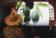 aguacate michoacano libre de deforestación