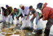 siembra de tilapia en la Presa de la Vega