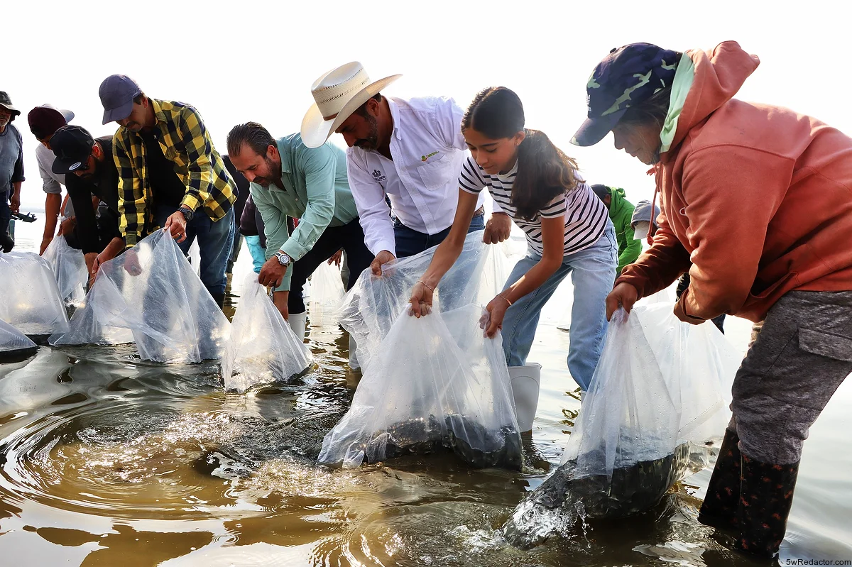 siembra de tilapia en la Presa de la Vega
