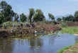 recuperación canal Erongarícuaro