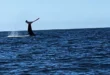 avistamiento de ballenas en Michoacán