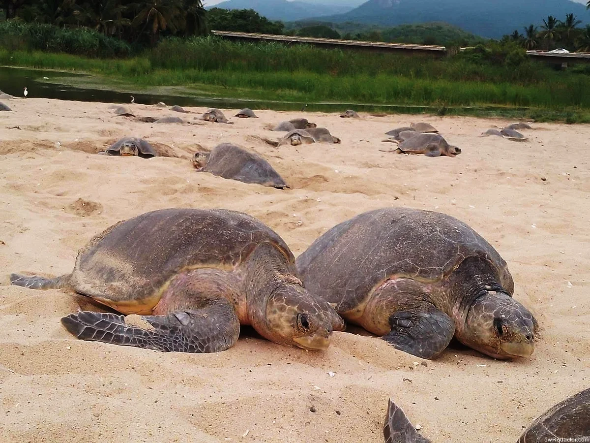 temporada de arribazones de tortugas marinas en Michoacán