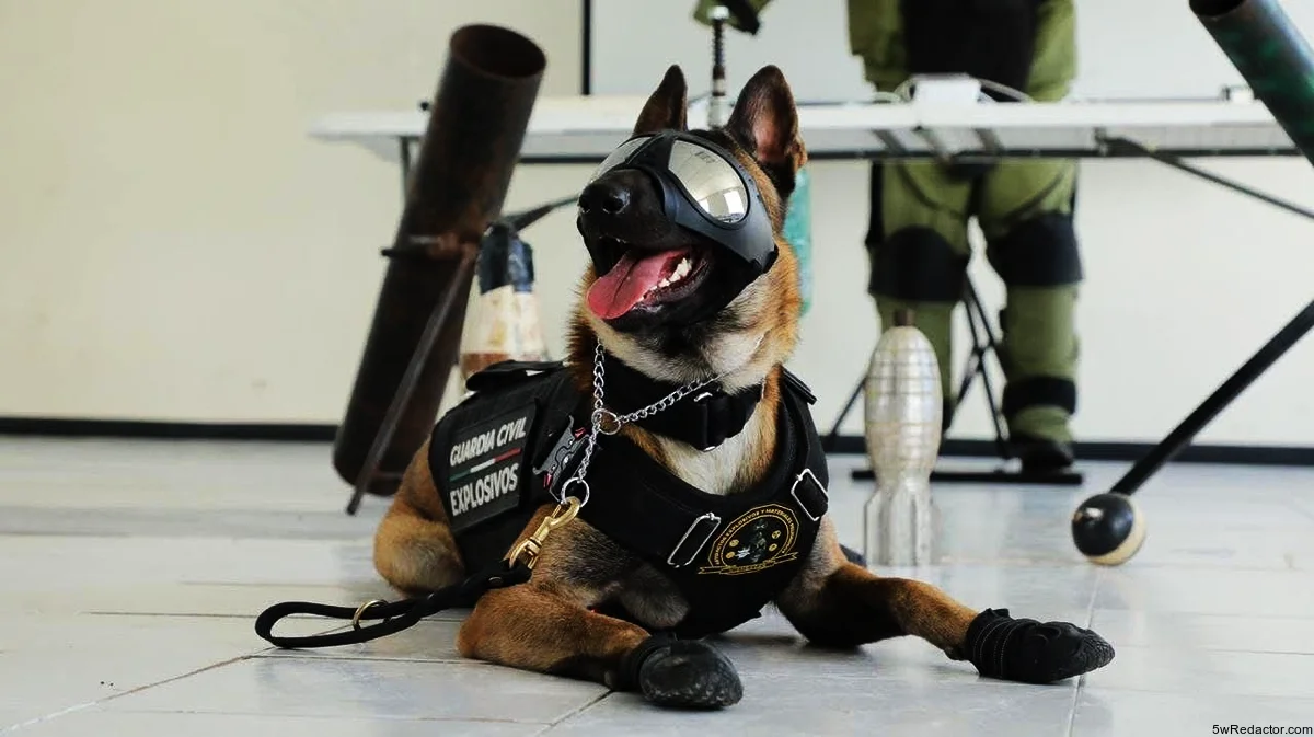 Perros policías protegen Michoacán: Simba, Tziki y Tundra