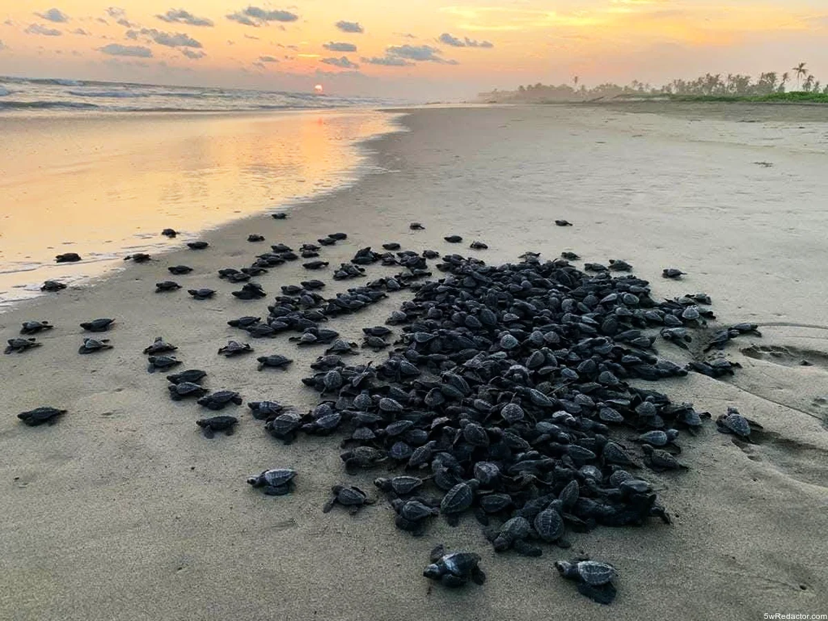 Récord histórico en liberación de tortuga marina en Michoacán