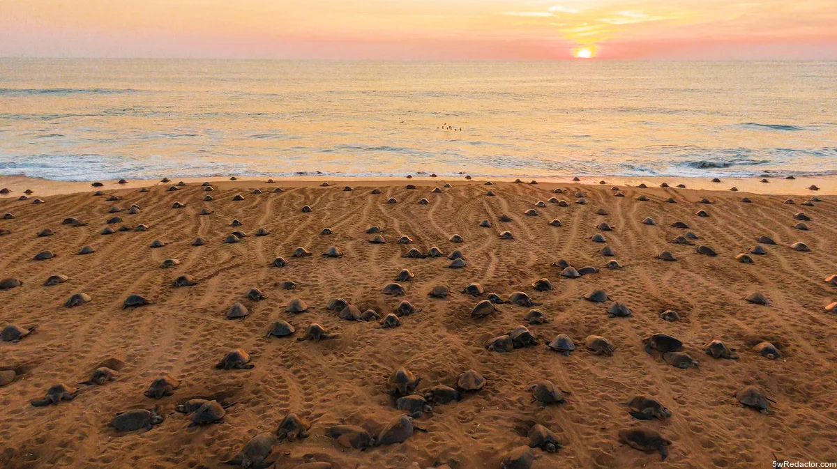 tortugas marinas en Michoacán