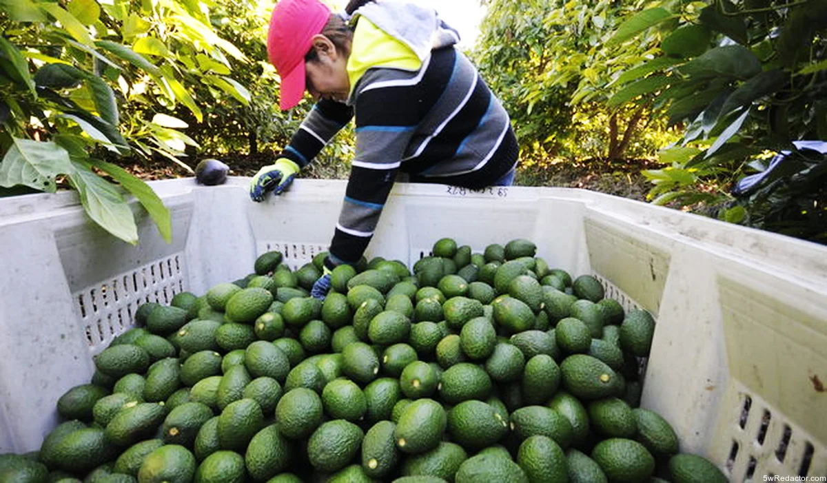 Campesinos mexicanos trabajando en huertos certificados.