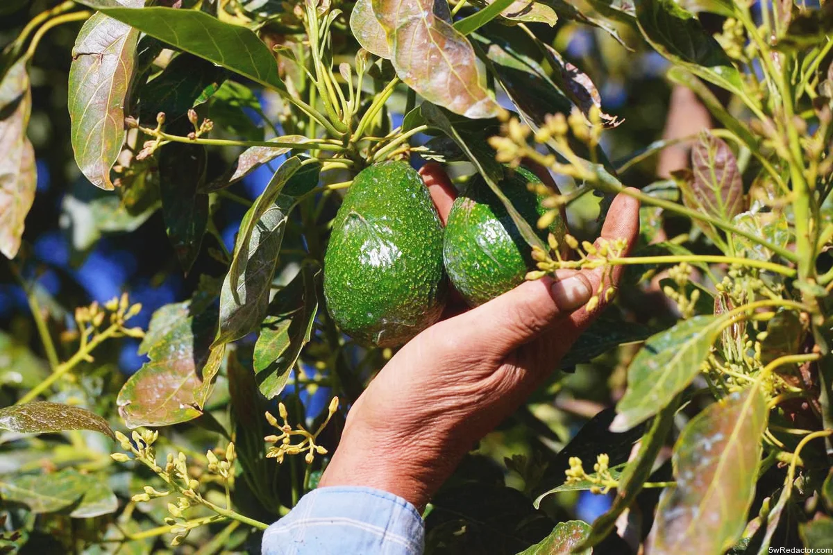 Indicación Geográfica Aguacate Franja Michoacana