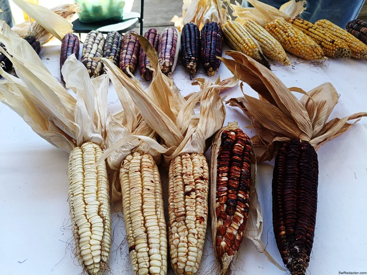 apoyo maíz Michoacán