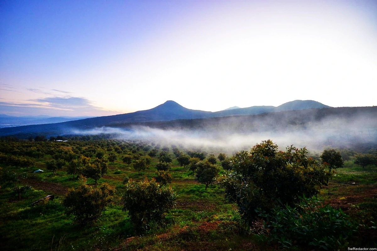 🌲 Sicuicho recibe 1.2 mdp para proteger sus bosques y frenar la deforestación