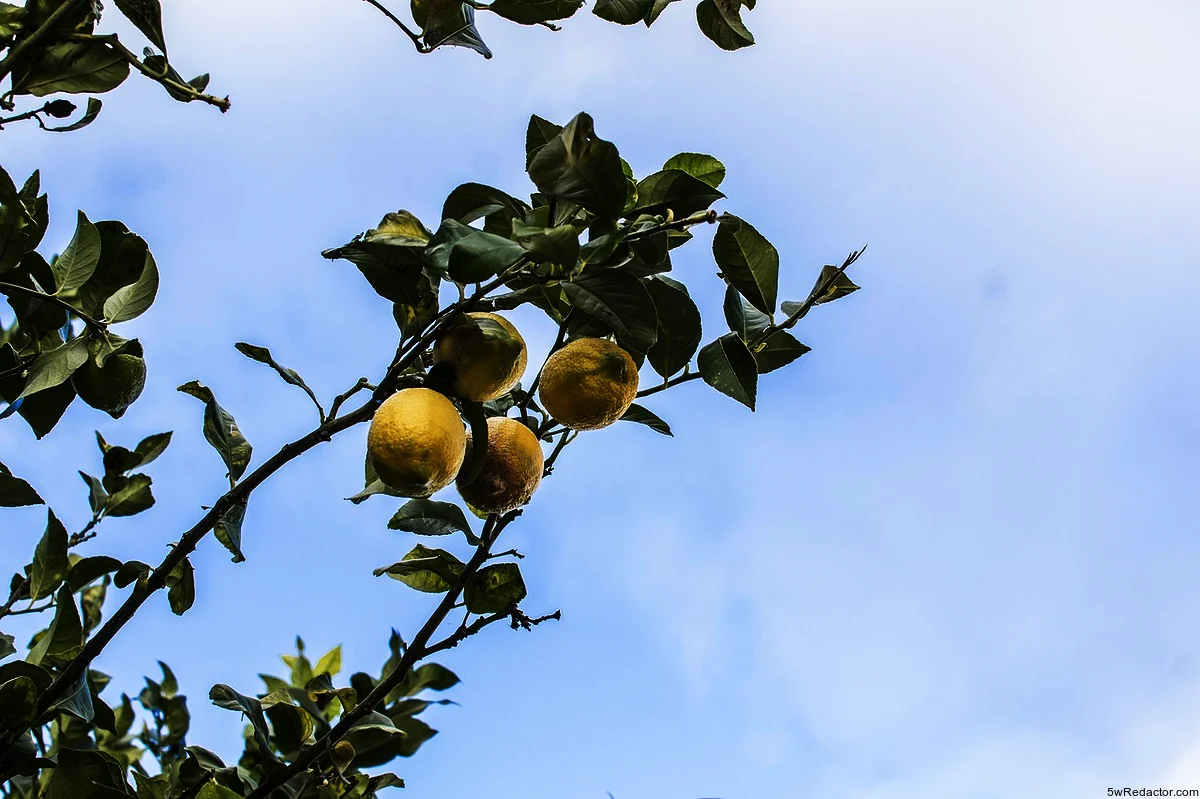 plagas en cítricos México