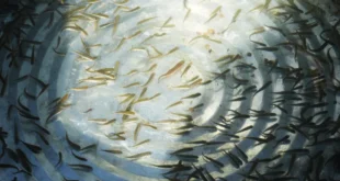 conservación del lago de Pátzcuaro