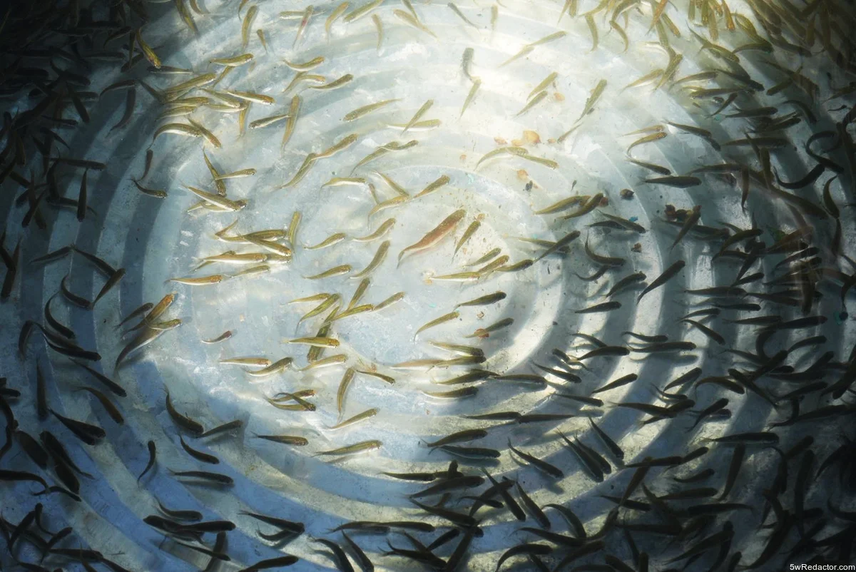 conservación del lago de Pátzcuaro