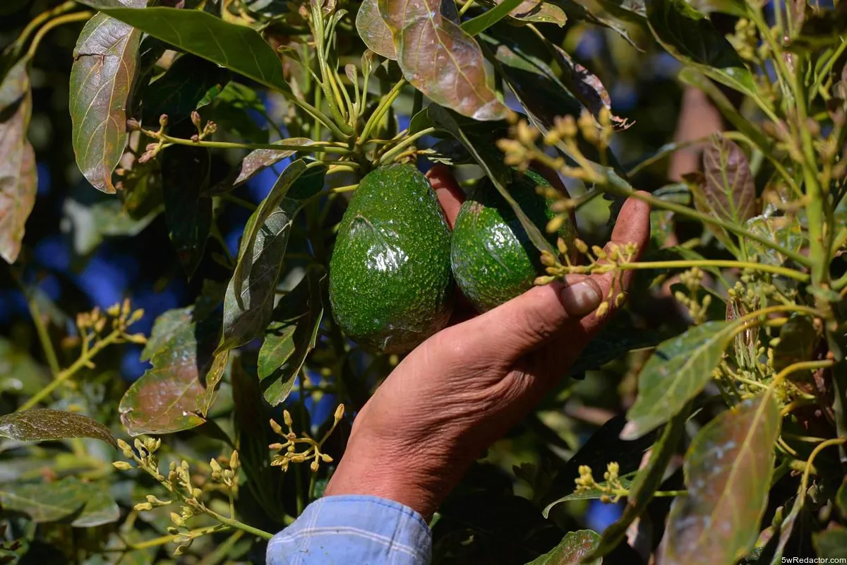 Plan Michoacán agropecuario beneficia productores de mango y aguacate 2025