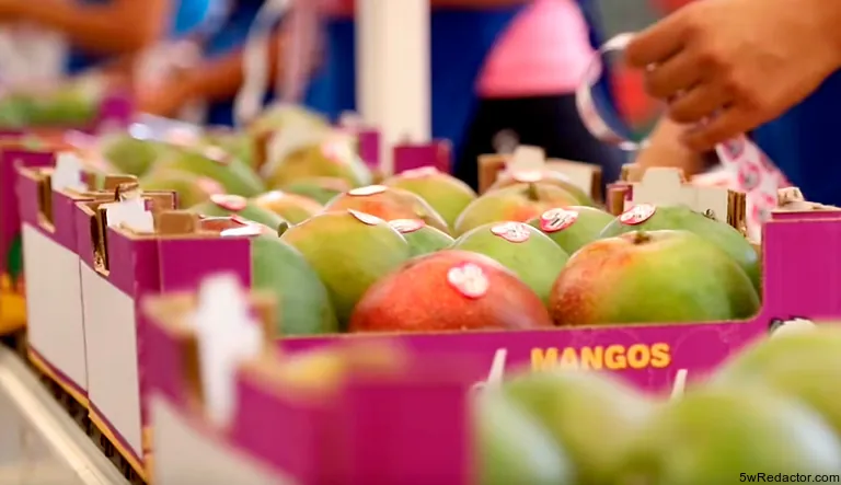 Caja de Mangos para venta