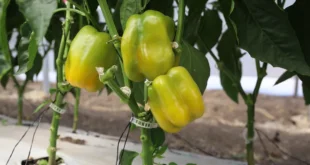 Pimiento morrón Jalisco en huertos Etzatlán 2025.