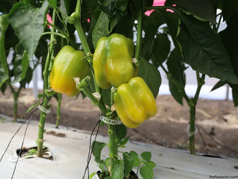 Pimiento morrón Jalisco en huertos Etzatlán 2025.