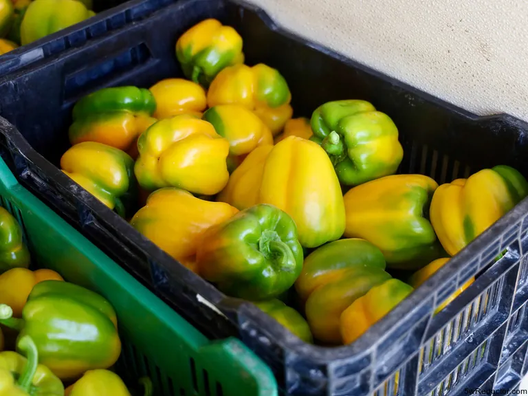 Pimiento morrón Jalisco en huertos Etzatlán 2025.