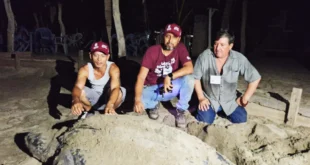 Tortuga laúd Michoacán