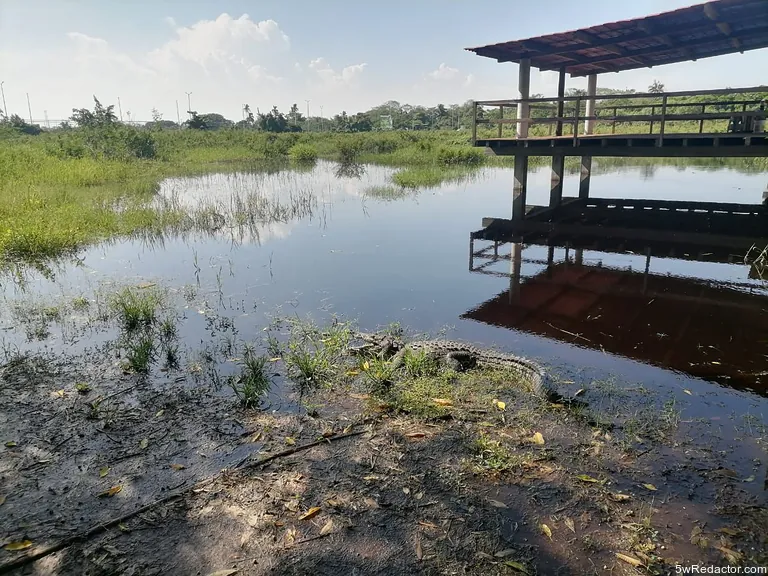 Cocodrilario ecoturístico El Manglito Lázaro Cárdenas