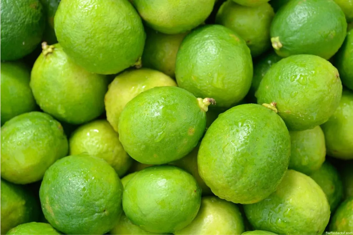 Plan Michoacán agropecuario beneficia productores de mango y aguacate 2025