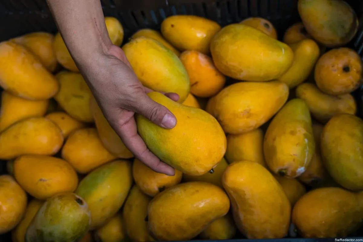 Plan Michoacán agropecuario beneficia productores de mango y aguacate 2025