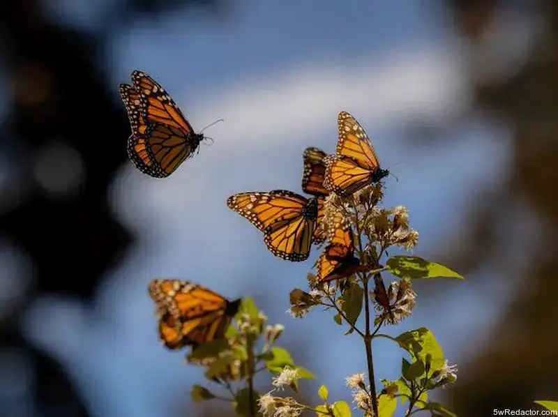Temporada Mariposa Monarca 2025-2026 inaugurada en Sierra Chincua Michoacán.