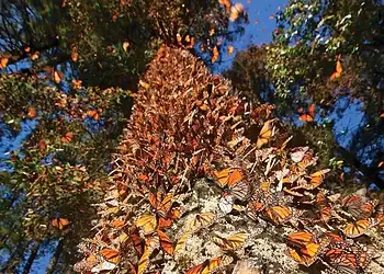 Mariposas monarca en un árbol durante el otoño en México.