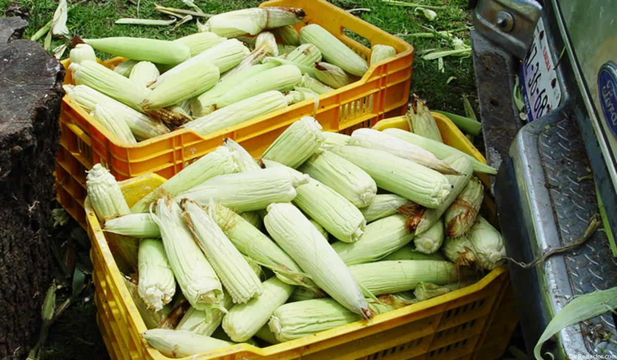 apoyo precio maíz Bajío